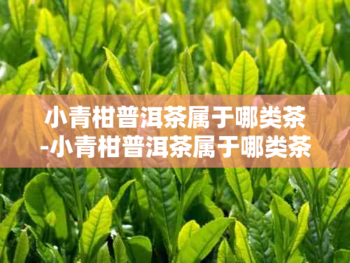 小青柑普洱茶属于哪类茶-小青柑普洱茶属于哪类茶种
