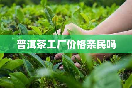 普洱茶工厂价格亲民吗