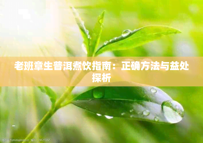 老班章生普洱煮饮指南：正确方法与益处探析