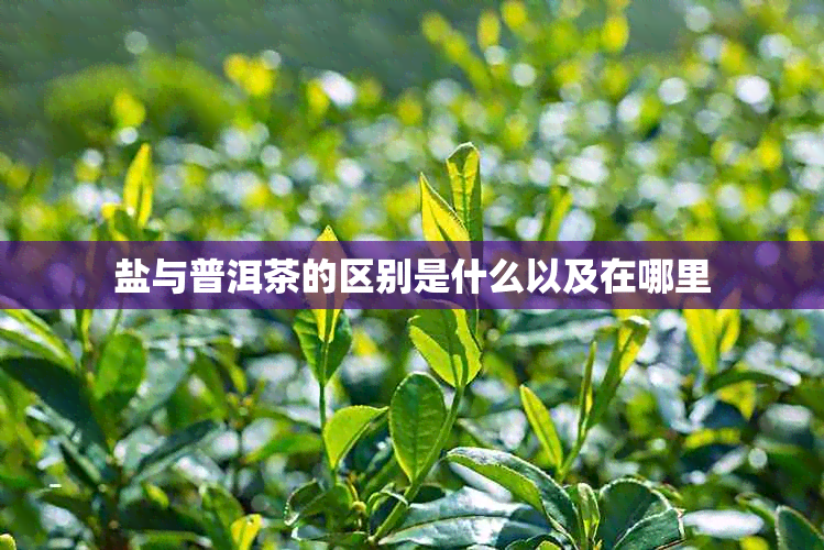 盐与普洱茶的区别是什么以及在哪里