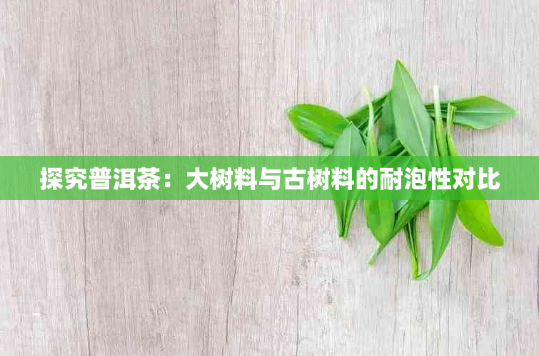 探究普洱茶：大树料与古树料的耐泡性对比