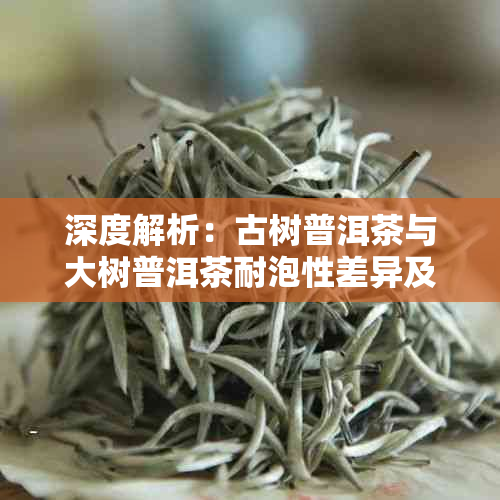 深度解析：古树普洱茶与大树普洱茶耐泡性差异及其品鉴要点
