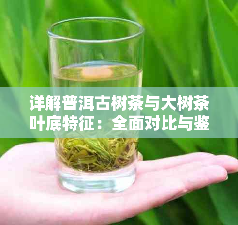 详解普洱古树茶与大树茶叶底特征：全面对比与鉴别指南