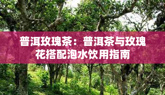 普洱玫瑰茶：普洱茶与玫瑰花搭配泡水饮用指南