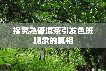 探究熟普洱茶引发色斑现象的真相