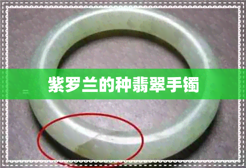 紫罗兰的种翡翠手镯