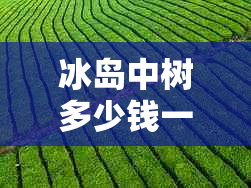 冰岛中树多少钱一斤-树木价格与种植养护全解析