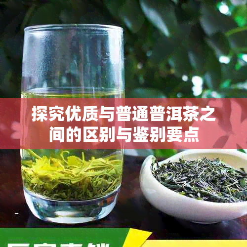 探究优质与普通普洱茶之间的区别与鉴别要点