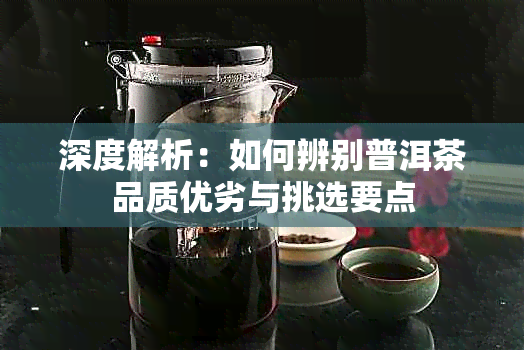 深度解析:如何辨别普洱茶品质优劣与挑选要点