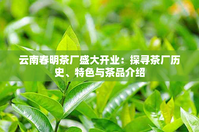 云南春明茶厂盛大开业：探寻茶厂历史、特色与茶品介绍