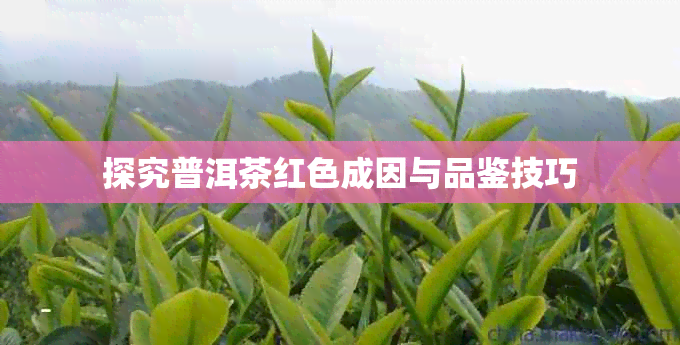 探究普洱茶红色成因与品鉴技巧