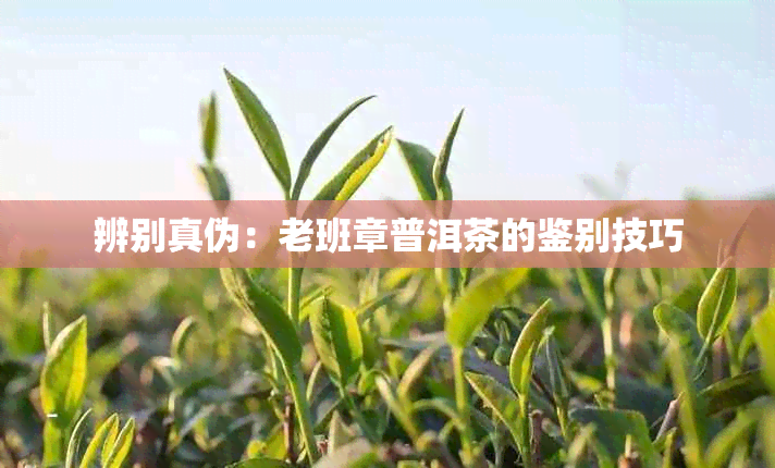 辨别真伪:老班章普洱茶的鉴别技巧