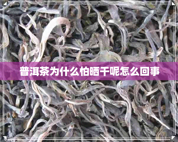 普洱茶为什么怕晒干呢怎么回事
