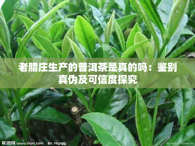 老腊庄生产的普洱茶是真的吗:鉴别真伪及可信度探究