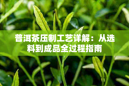 普洱茶压制工艺详解:从选料到成品全过程指南