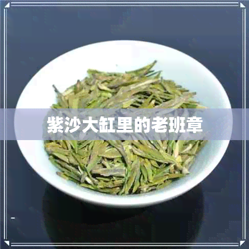 紫沙大缸里的老班章 紫沙大缸里的老班章