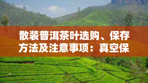 散装普洱茶叶选购、保存方法及注意事项:真空保存时长与茶叶上黑点解析