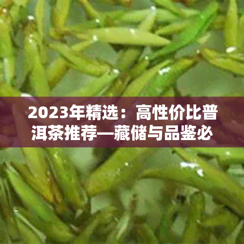 2023年精选:高性价比普洱茶推荐—藏储与品鉴必备指南
