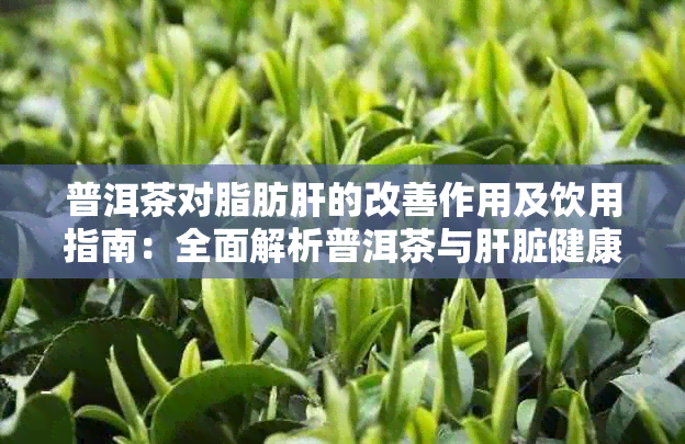 普洱茶对脂肪肝的改善作用及饮用指南:全面解析普洱茶与肝脏健康关系