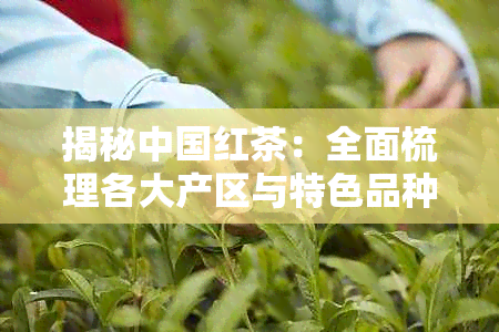 揭秘中国红茶:全面梳理各大产区与特色品种分布