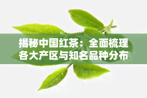 揭秘中国红茶:全面梳理各大产区与知名品种分布概况