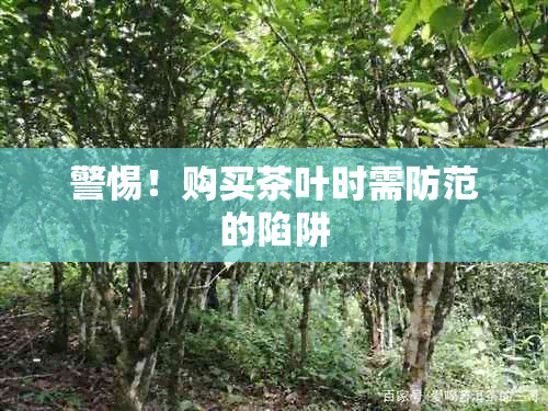 警惕!购买茶叶时需防范的陷阱