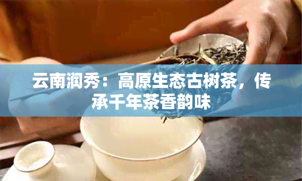 云南润秀：高原生态古树茶，传承千年茶香韵味