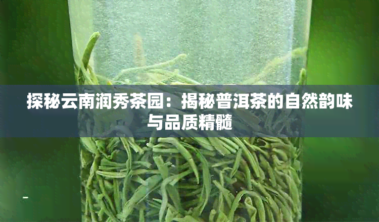 探秘云南润秀茶园：揭秘普洱茶的自然韵味与品质精髓