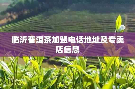 临沂普洱茶加盟电话地址及专卖店信息