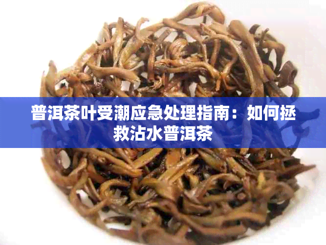 普洱茶叶受潮应急处理指南:如何拯救沾水普洱茶