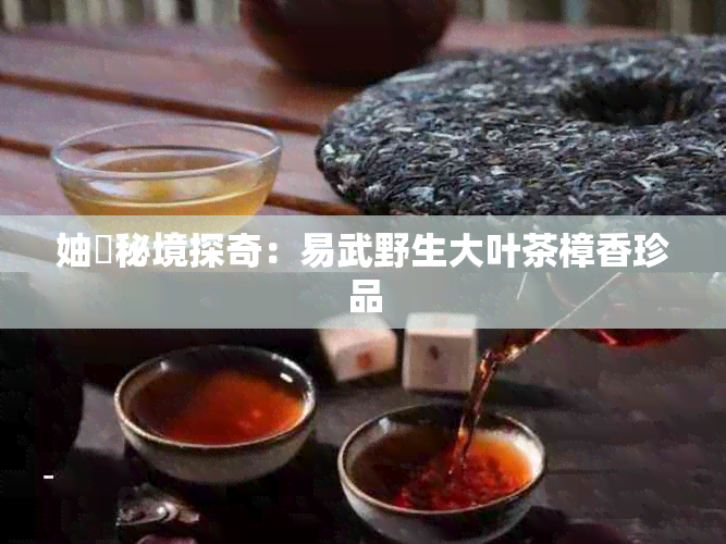 妯熼秘境探奇:易武野生大叶茶樟香珍品