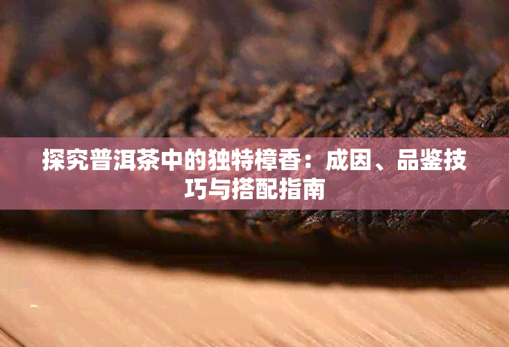 探究普洱茶中的独特樟香:成因、品鉴技巧与搭配指南
