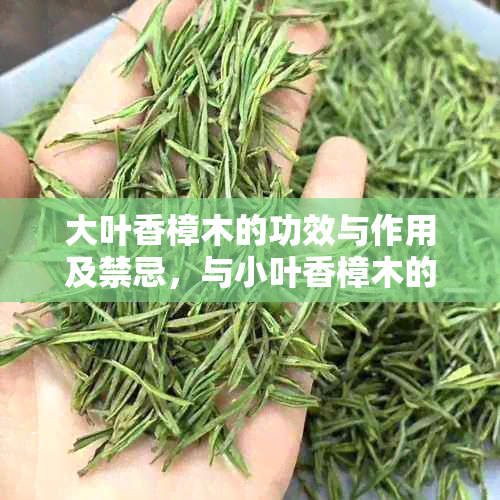 大叶香樟木的功效与作用及禁忌,与小叶香樟木的区别