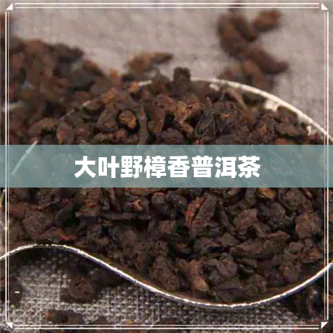 大叶野樟香普洱茶 大叶野樟香普洱茶
