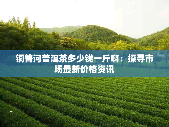铜箐河普洱茶多少钱一斤啊:探寻市场最新价格资讯