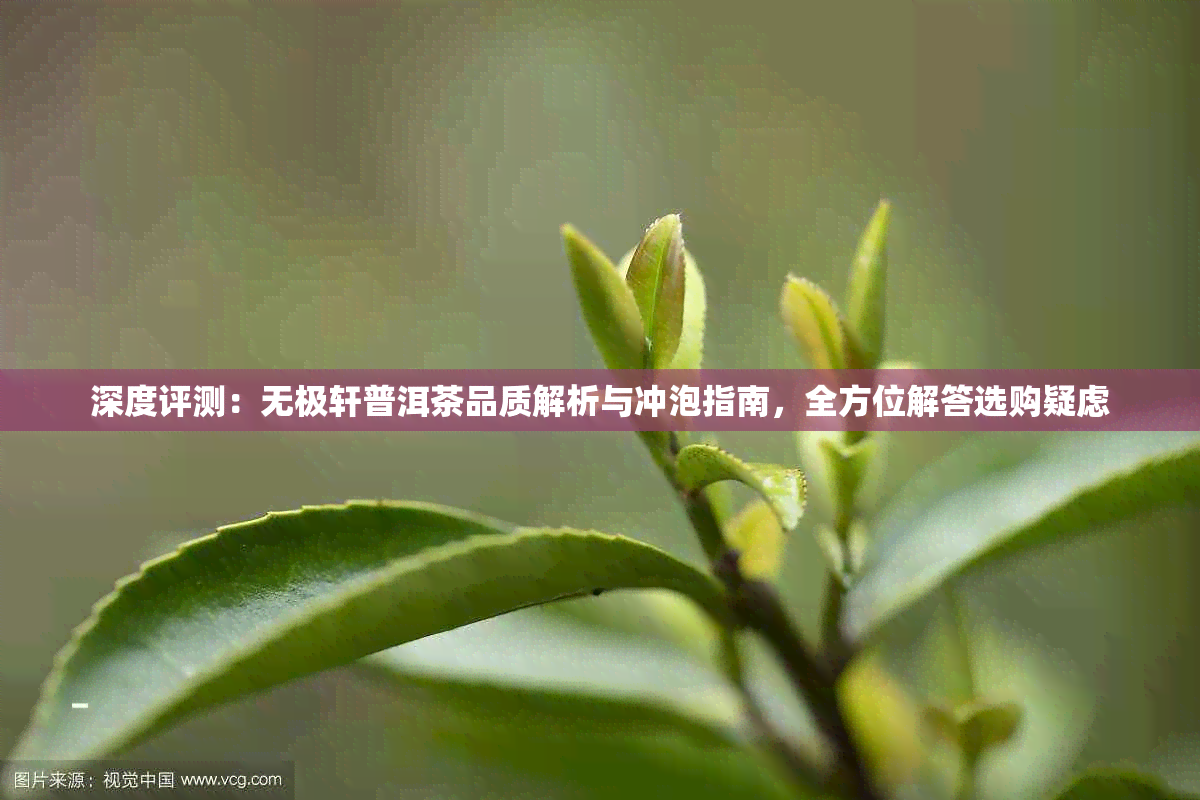 深度评测:无极轩普洱茶品质解析与冲泡指南,全方位解答选购疑虑