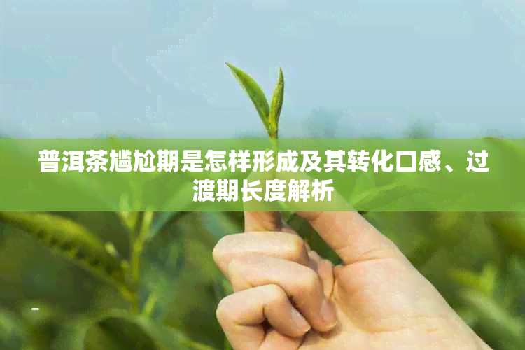 普洱茶尴尬期是怎样形成及其转化口感、过渡期长度解析