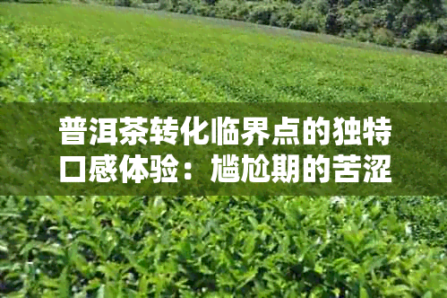 普洱茶转化临界点的独特口感体验：尴尬期的苦涩与醇香交织