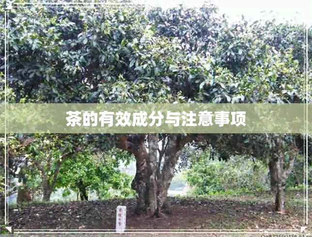 茶的有效成分与注意事项 茶的有效成分与注意事项