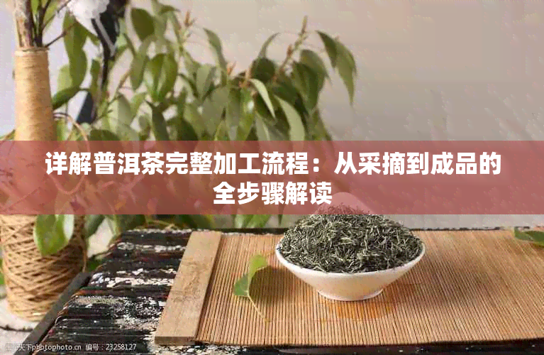 详解普洱茶完整加工流程：从采摘到成品的全步骤解读