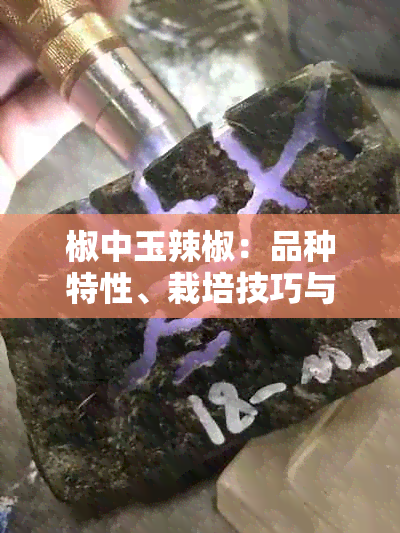 椒中玉辣椒：品种特性、栽培技巧与烹饪应用全解析