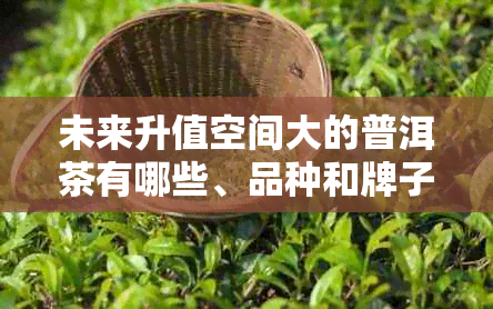 未来升值空间大的普洱茶有哪些、品种和牌子