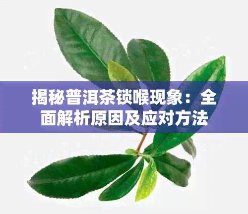揭秘普洱茶锁喉现象：全面解析原因及应对方法