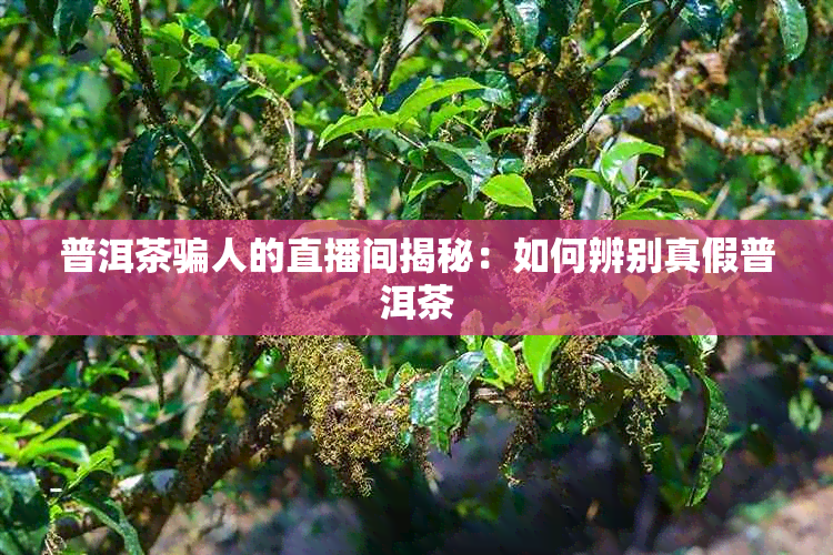 普洱茶骗人的直播间揭秘：如何辨别真假普洱茶