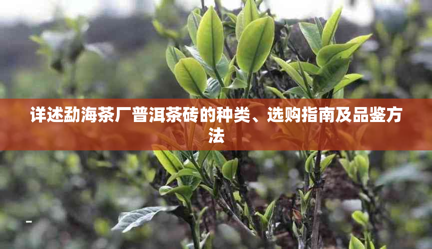 详述勐海茶厂普洱茶砖的种类、选购指南及品鉴方法