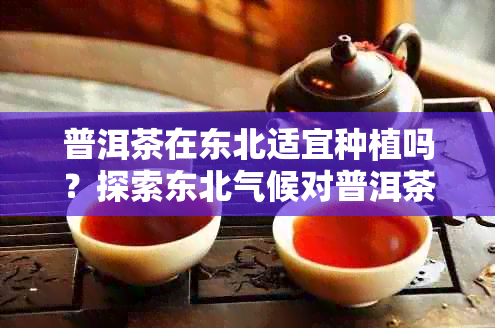 普洱茶在东北适宜种植吗？探索东北气候对普洱茶生长的影响