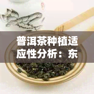 普洱茶种植适应性分析：东北是否能成功种植普洱茶及其最新研究进展
