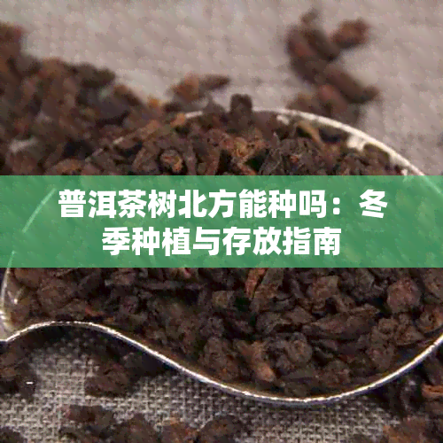 普洱茶树北方能种吗：冬季种植与存放指南