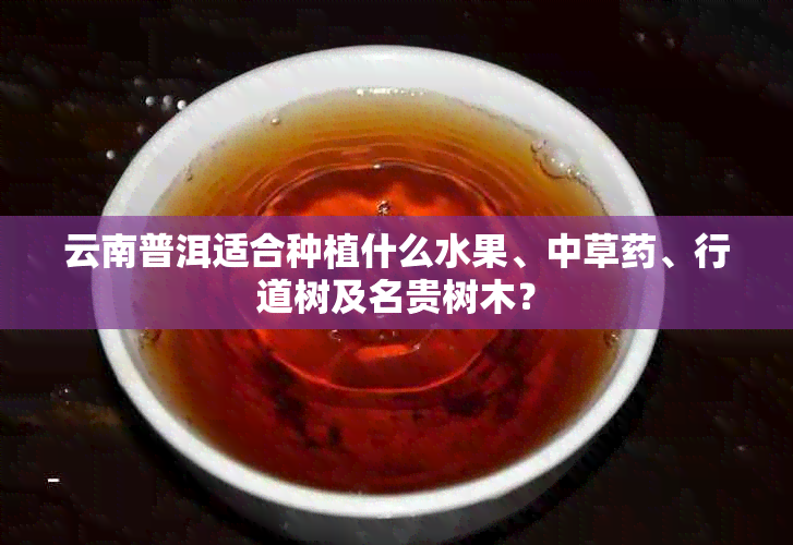 云南普洱适合种植什么水果、中草、行道树及名贵树木？