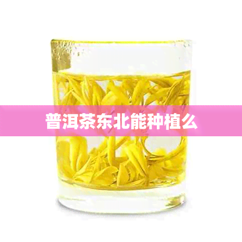 普洱茶东北能种植么